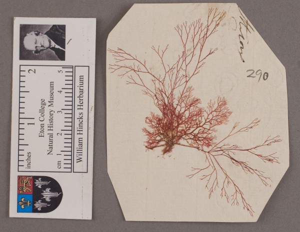 NHM_HH_1.290-2010 image NHM_HH_1.290-2010