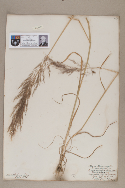 NHM_HH_35.77-2010 image NHM_HH_35.77-2010