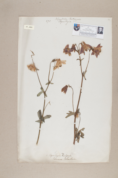 NHM_HH_7.81-2010 image NHM_HH_7.81-2010