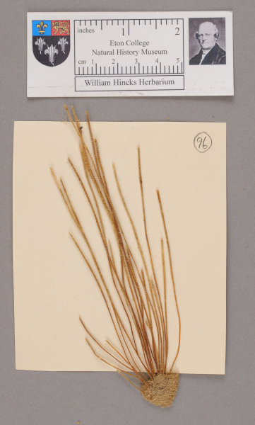 NHM_HH_1.96-2010 image NHM_HH_1.96-2010