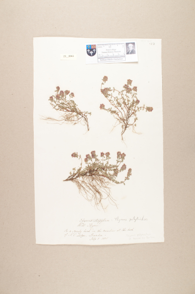 NHM_HH_23.61-2010 image NHM_HH_23.61-2010