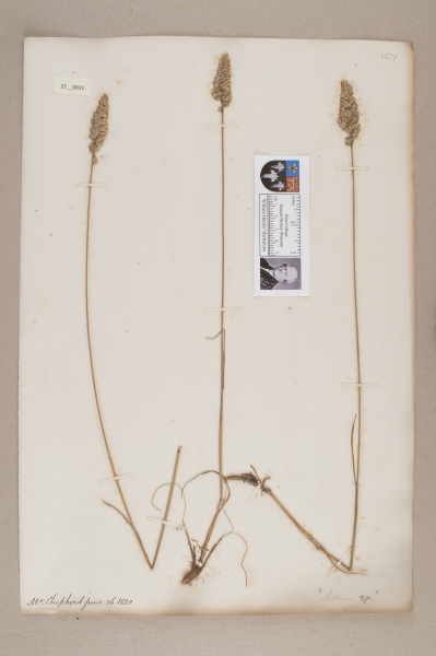 NHM_HH_37.31-2010 image NHM_HH_37.31-2010