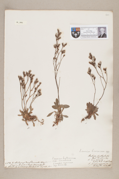 NHM_HH_8.81-2010 image NHM_HH_8.81-2010