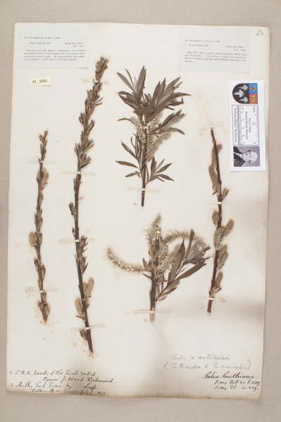 NHM_HH_10.91-2010 image NHM_HH_10.91-2010