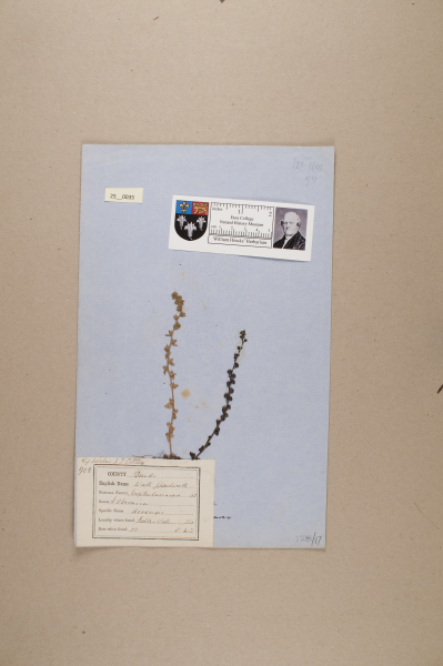 NHM_HH_25.35-2010 image NHM_HH_25.35-2010