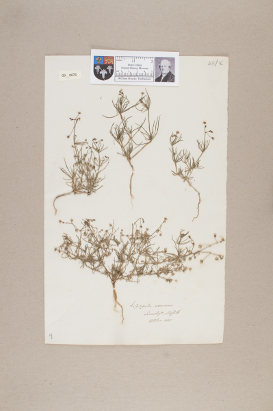 NHM_HH_9.76-2010 image NHM_HH_9.76-2010