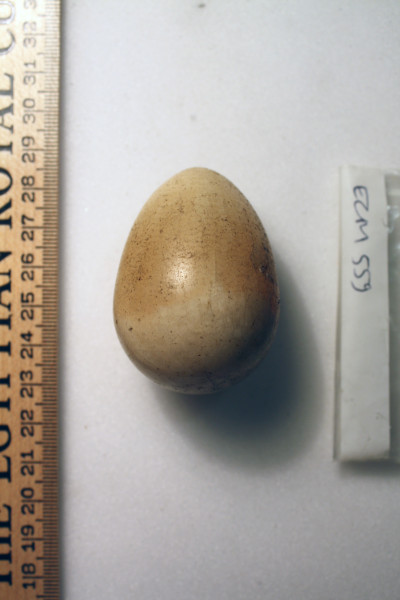 ECM.559-2010-D image ECM.559-2010-D