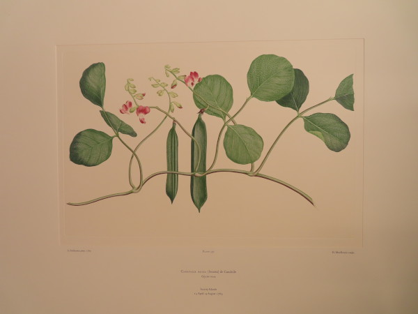 FDA-E.2916_28_16-2016 image FDA-E.2916_28_16-2016