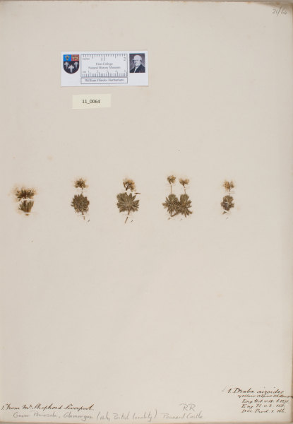 image NHM_HH_11.64-2010