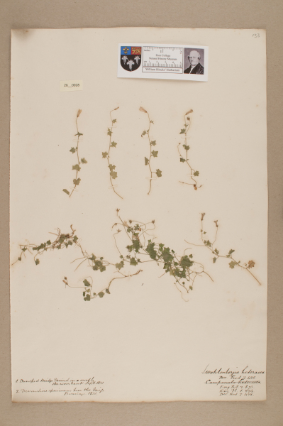 NHM_HH_26.28-2010 image NHM_HH_26.28-2010