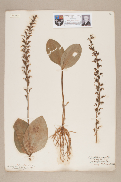 NHM_HH_40.17-2010 image NHM_HH_40.17-2010