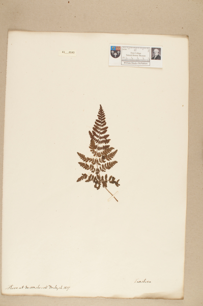 NHM_HH_41.143-2010 image NHM_HH_41.143-2010