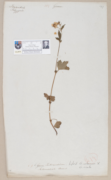 NHM_HH_13.74-2010 image NHM_HH_13.74-2010