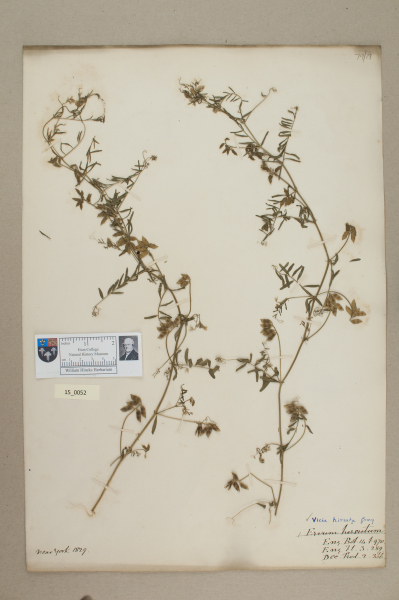 NHM_HH_15.52-2010 image NHM_HH_15.52-2010