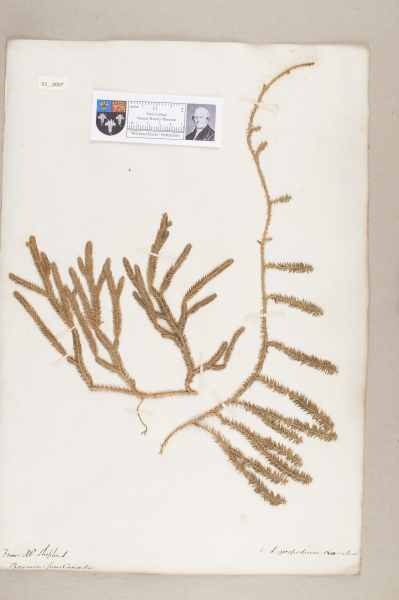 NHM_HH_3.7-2010 image NHM_HH_3.7-2010