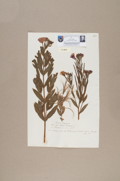 NHM_HH_17.25-2010 image NHM_HH_17.25-2010