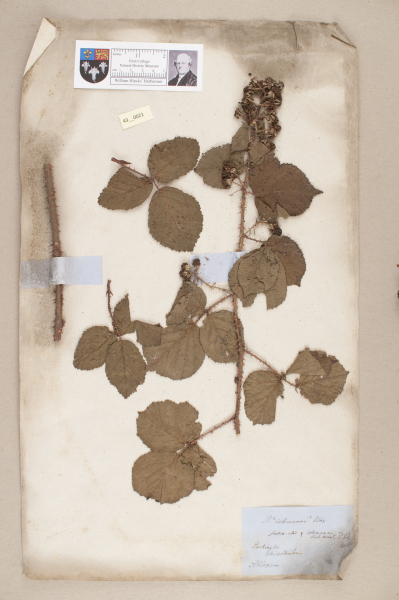 NHM_HH_43.21-2010 image NHM_HH_43.21-2010