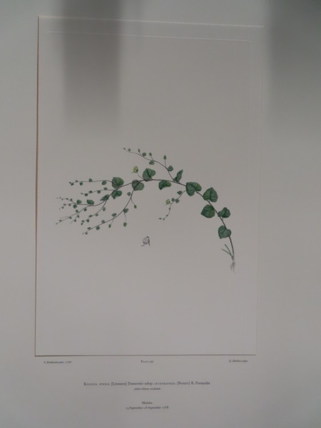 image FDA-E.2916_19_10-2016