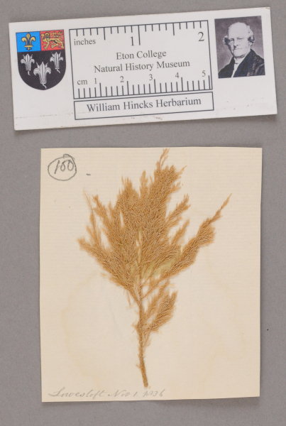 NHM_HH_1.100-2010 image NHM_HH_1.100-2010