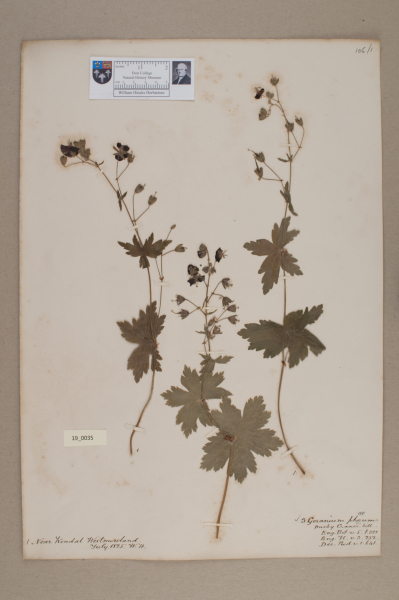 NHM_HH_19.35-2010 image NHM_HH_19.35-2010