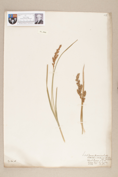 NHM_HH_33.66-2010 image NHM_HH_33.66-2010