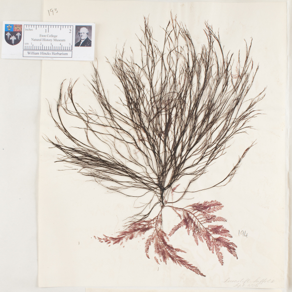 NHM_HH_1.194-2010 image NHM_HH_1.194-2010