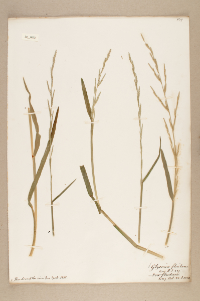 NHM_HH_34.73-2010 image NHM_HH_34.73-2010