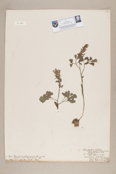 NHM_HH_7.112-2010 image NHM_HH_7.112-2010