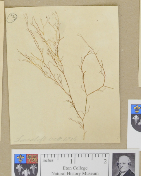 NHM_HH_1.3-2010 image NHM_HH_1.3-2010