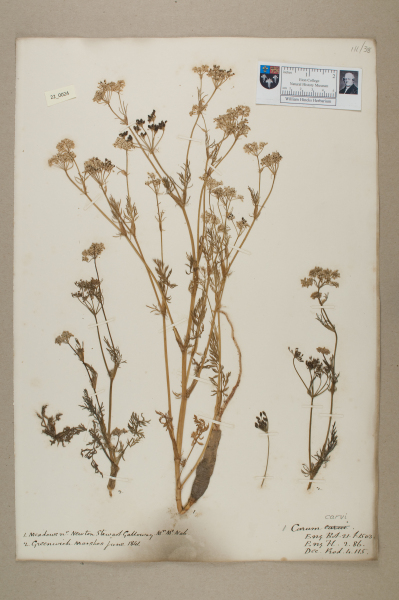 NHM_HH_22.24-2010 image NHM_HH_22.24-2010