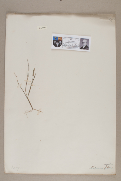 NHM_HH_35.86-2010 image NHM_HH_35.86-2010