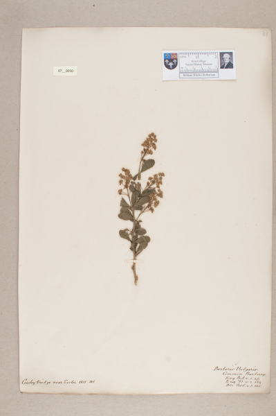 NHM_HH_7.90-2010 image NHM_HH_7.90-2010