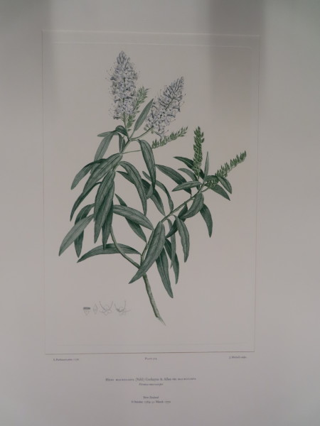 FDA-E.2916_25_7-2016 image FDA-E.2916_25_7-2016