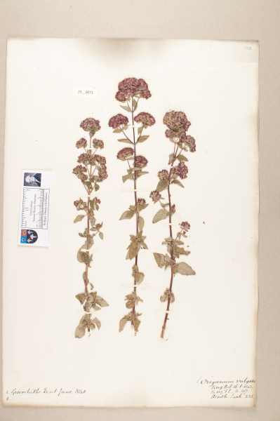 image NHM_HH_23.70-2010