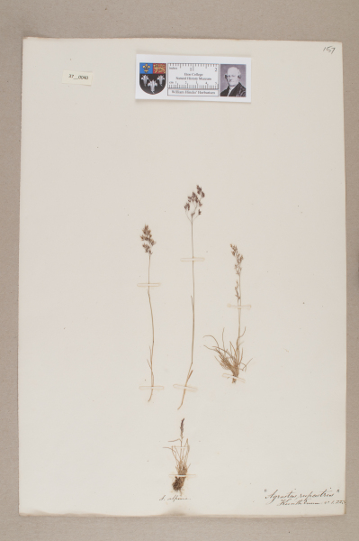 NHM_HH_37.40-2010 image NHM_HH_37.40-2010