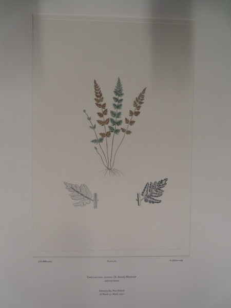 image FDA-E.2916_27_9-2016-A