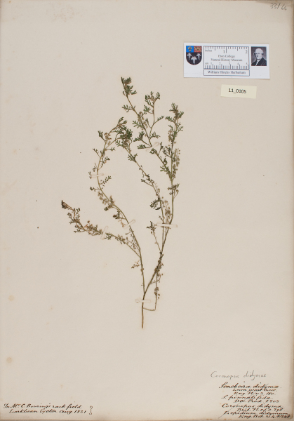 NHM_HH_11.105-2010 image NHM_HH_11.105-2010