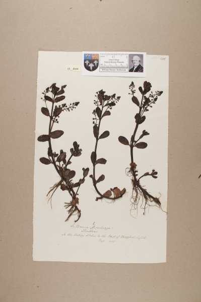 NHM_HH_25.44-2010 image NHM_HH_25.44-2010