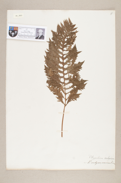 NHM_HH_4.21-2010 image NHM_HH_4.21-2010