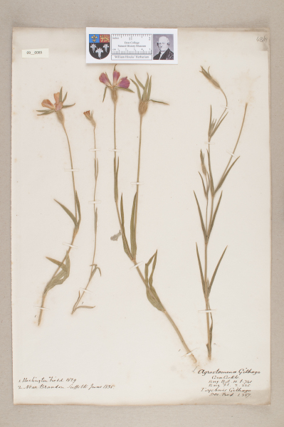 NHM_HH_9.85-2010 image NHM_HH_9.85-2010