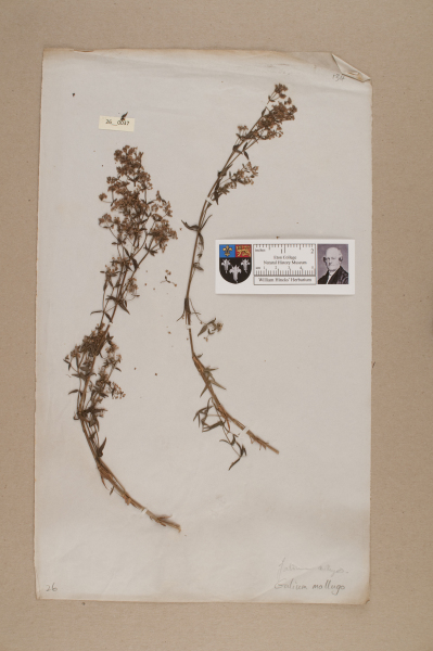 NHM_HH_26.37-2010 image NHM_HH_26.37-2010