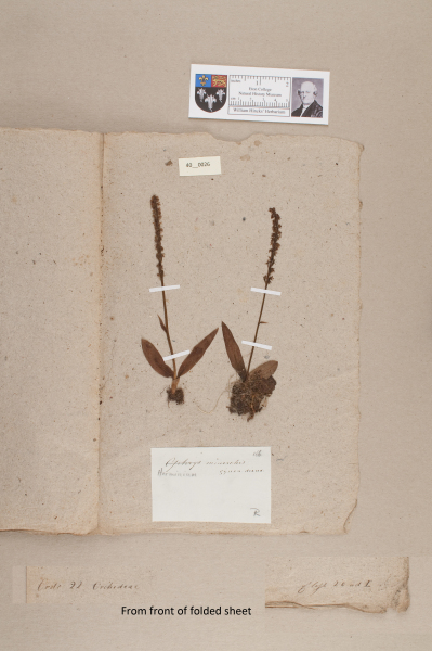 NHM_HH_40.26-2010 image NHM_HH_40.26-2010