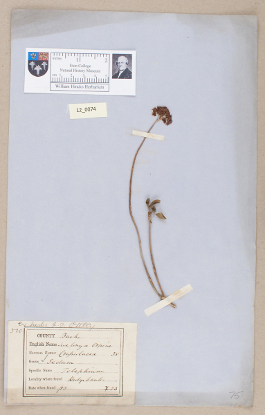 NHM_HH_12.74-2010 image NHM_HH_12.74-2010