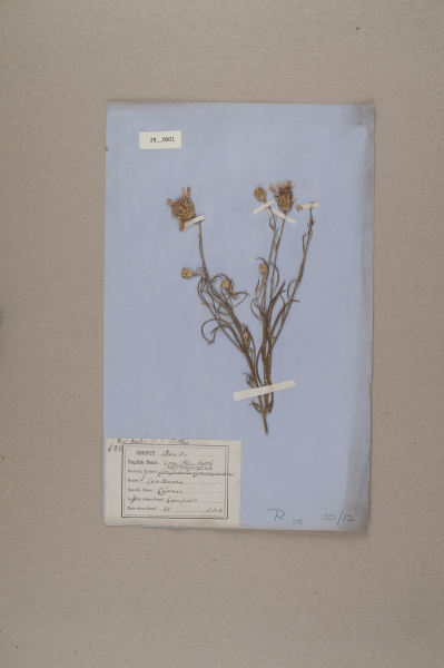 NHM_HH_28.1-2010 image NHM_HH_28.1-2010