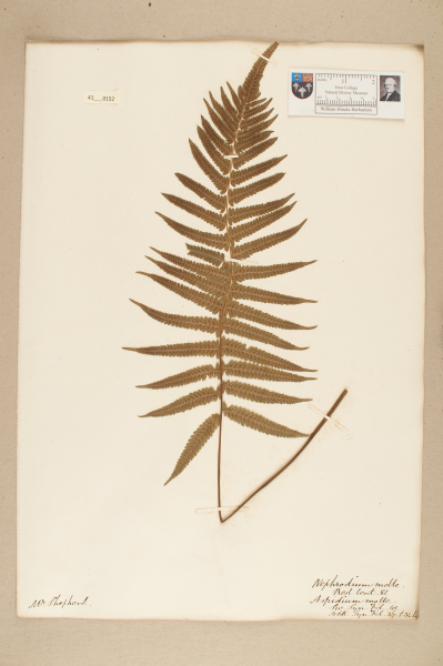 image NHM_HH_41.152-2010