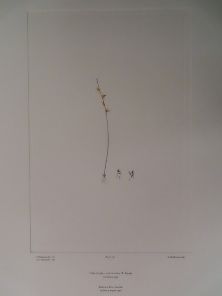 image FDA-E.2916_11_15-2016-A