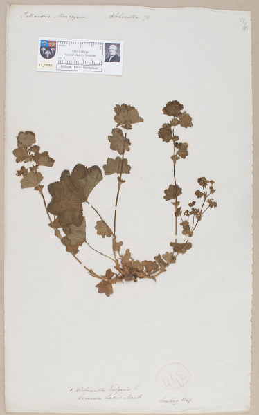 NHM_HH_13.83-2010 image NHM_HH_13.83-2010