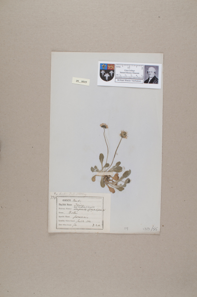 NHM_HH_29.19-2010 image NHM_HH_29.19-2010