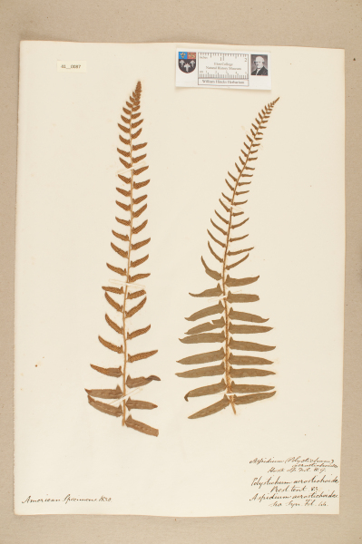 NHM_HH_41.87-2010 image NHM_HH_41.87-2010