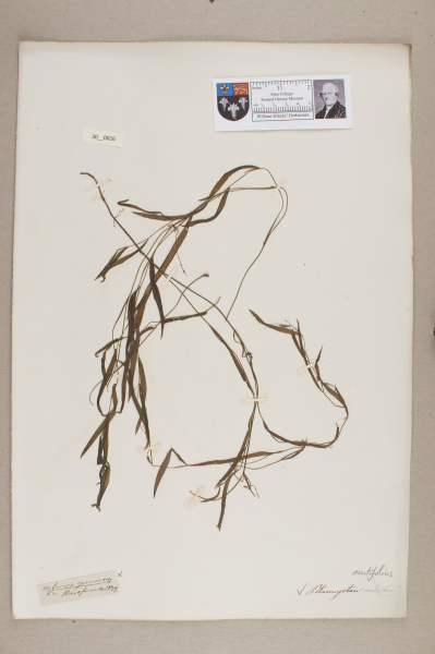 NHM_HH_30.16-2010 image NHM_HH_30.16-2010